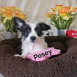 Thumbnail photo of Posey #1