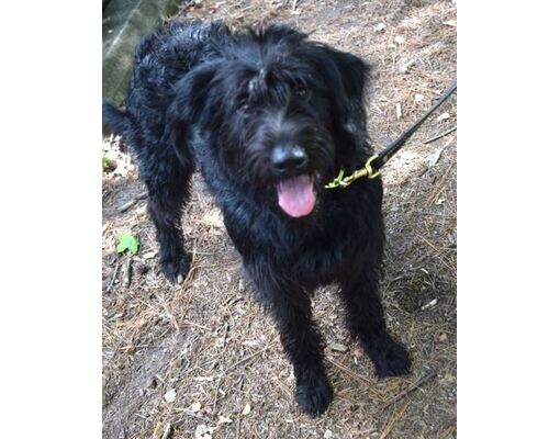 Williamsburg, VA - Poodle (Standard)/German Shepherd Dog. Meet Rosie a ...