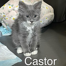 Photo of Castor