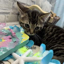 Photo of Slate