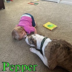 Thumbnail photo of Pepper #2