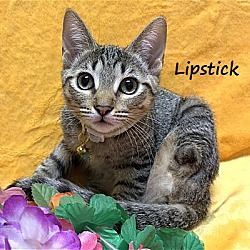 Thumbnail photo of Lipstick #sister-of-Pawdrey Hepburn #1