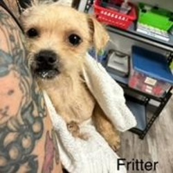 Thumbnail photo of Fritter #3