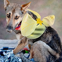 adopt a pet