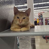 adopt a pet