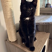 adopt a pet