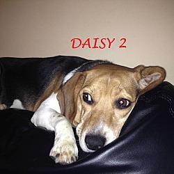 Thumbnail photo of DAISY 2 #1