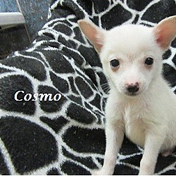Thumbnail photo of Cosmo #2