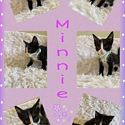 Thumbnail photo of Minnie #2