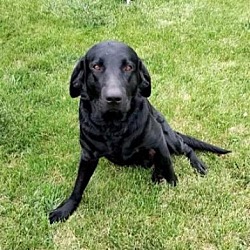 Photo of Scrappy