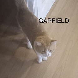 Photo of Garfield 