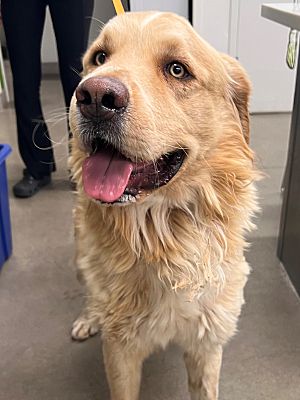 Tucson, AZ - Golden Retriever. Meet DIPPER A Pet For Adoption ...