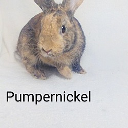 Thumbnail photo of Pumpernickel #2