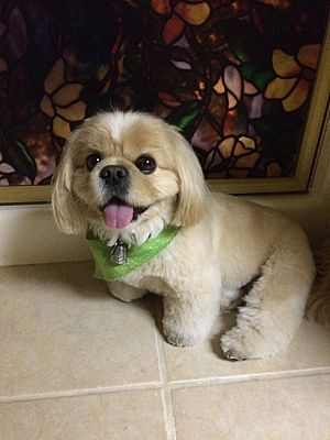 San Diego, CA - Pekingese/Cavalier King Charles Spaniel. Meet Teddy a ...