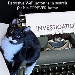 Photo of Detective Wellington