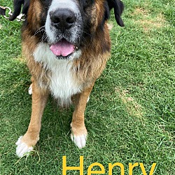 Photo of Henry