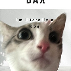 Photo of Dax