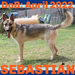 Thumbnail photo of SEBASTIAN #1