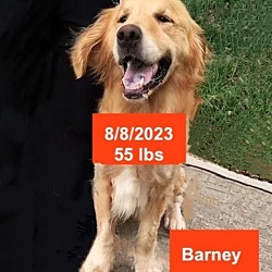 Thumbnail photo of Barney #2