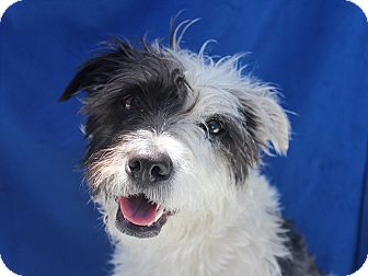 airedale jack russell mix