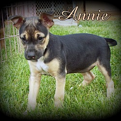 Thumbnail photo of Annie #2