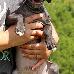 Thumbnail photo of Fonzo ~adopted! #4