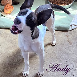 Thumbnail photo of Andy~adopted! #3