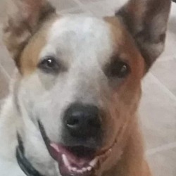 Photo of Gus