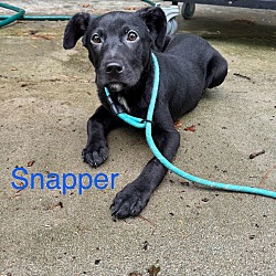 Photo of Snapper(1600 w 24th)