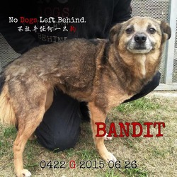 Thumbnail photo of Bandit 0422 #4