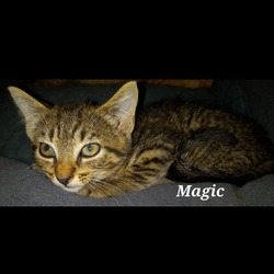 Thumbnail photo of Magic #1