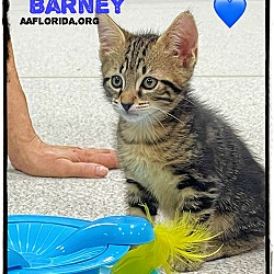 Thumbnail photo of Barney #1