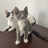 adopt a pet