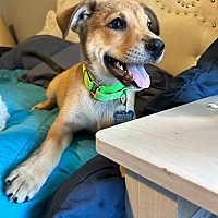 adopt a pet