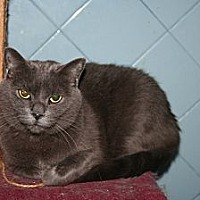 russian blue california