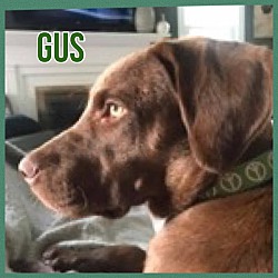 Thumbnail photo of Gus #2