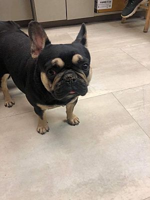 Columbus, OH - French Bulldog. Meet Daisy a Pet for Adoption ...