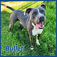 Photo of Bullet