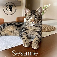 Photo of Sesame
