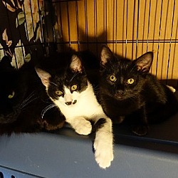 Thumbnail photo of Adorable Kitten Family Ready For Adoption! #3