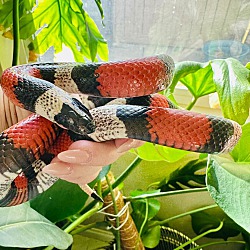 Thumbnail photo of Milk Snake #2