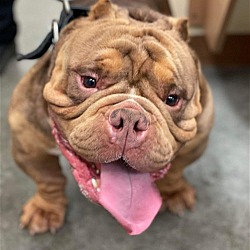 Photo of Chesty