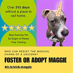 Photo of Maggie Moo *FOSTER NEEDED TOO