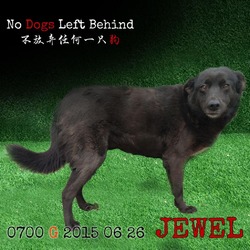 Thumbnail photo of Jewel 0700 #1