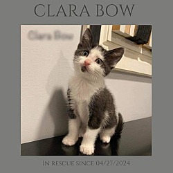 Thumbnail photo of Clara Bow #2