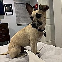 adopt a pet