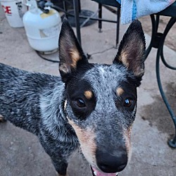 Thumbnail photo of Dexter - adorable Cattle Dog! #2