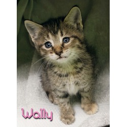 Thumbnail photo of Wally #2