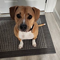 adopt a pet
