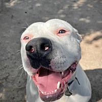 adopt a pet